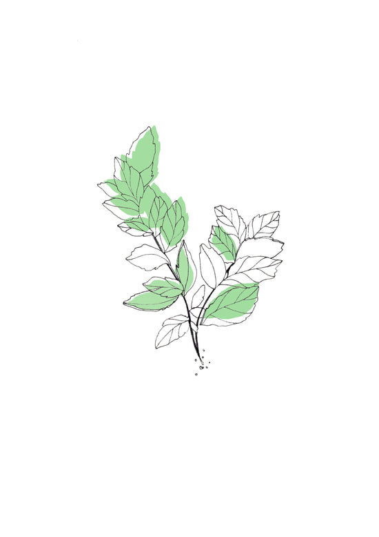 Peppermint